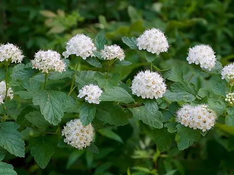 Knackbusch (Physocarpus opulifolius)