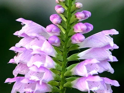 Gelenkblume (Physostegia virginiana)