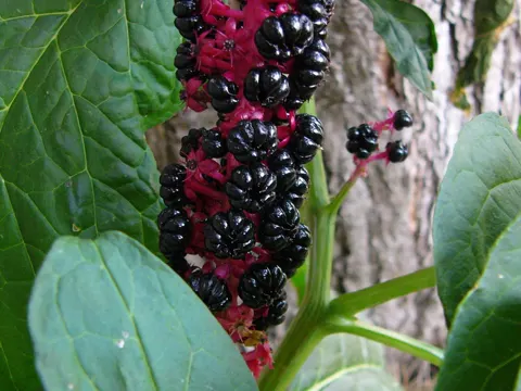 Indische Kermesbeere (Phytolacca acinosa)