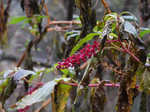 Pokeweed