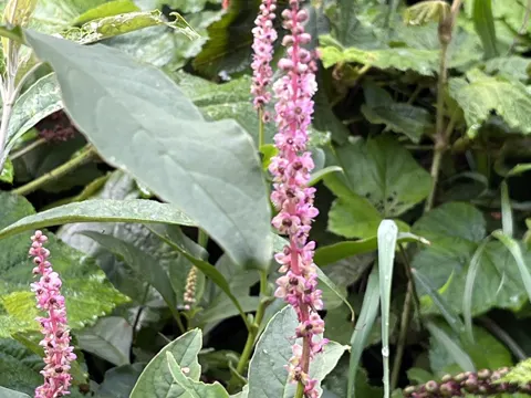 Kermesbeere (Phytolacca icosandra)
