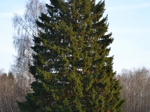 Norway Spruce
