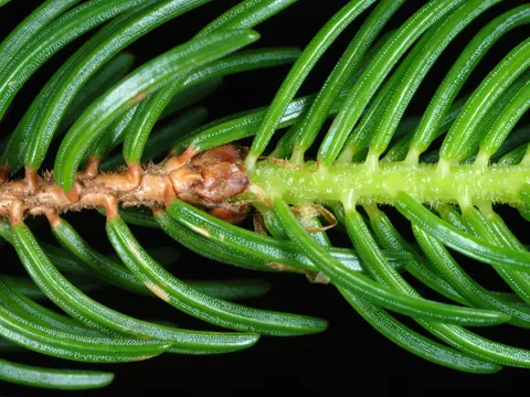 Rote Fichte (Picea rubens)