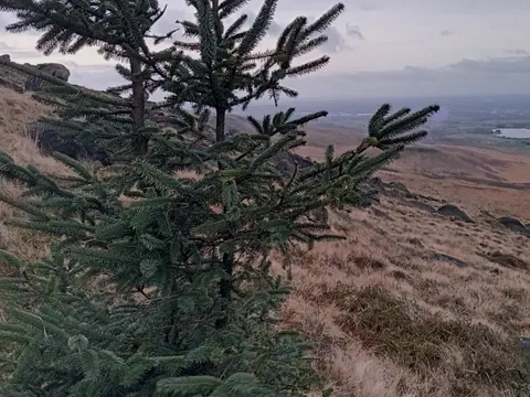 Sitka Spruce