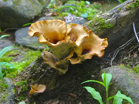 Schwarzfuß-Stielporling (Picipes melanopus)