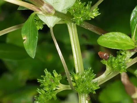 Pilea pumila (Pilea pumila)
