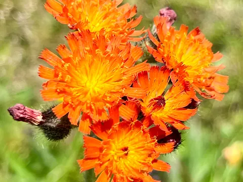 Orangerotes Habichtskraut (Pilosella aurantiaca)