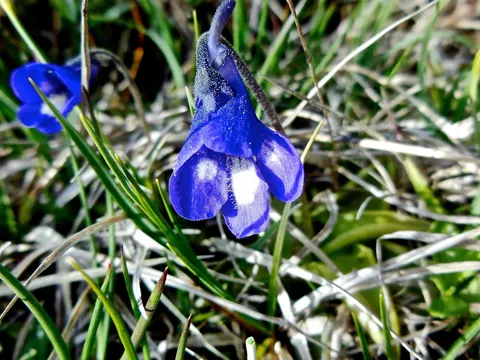 Southern Butterwort