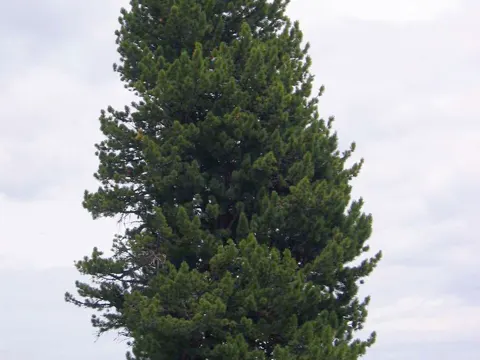 Swiss Stone Pine