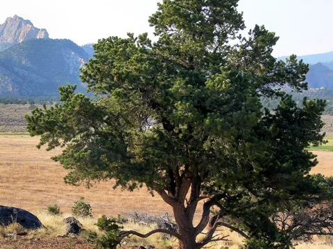 Pinyon Pine