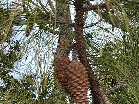 Slash Pine