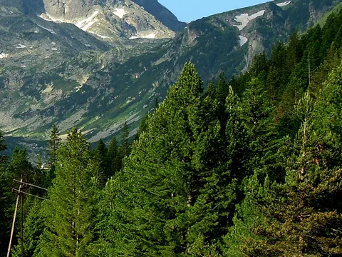 Macedonian Pine