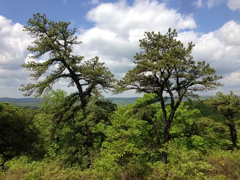 Pechkiefer (Pinus rigida)