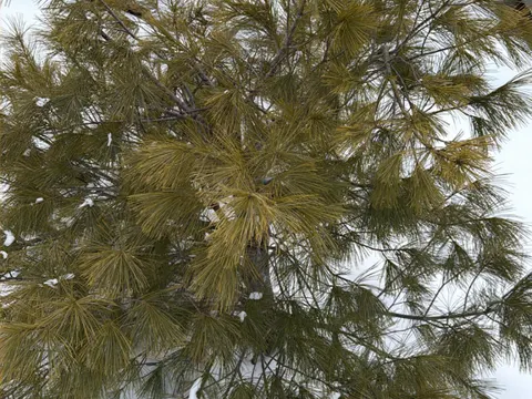 White Pine
