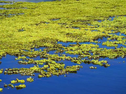 Wassersalat (Pistia stratiotes)