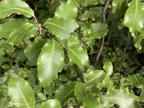 Pittosporum tenuifolium