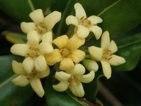 Klebsame (Pittosporum tobira)