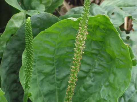 Plantain