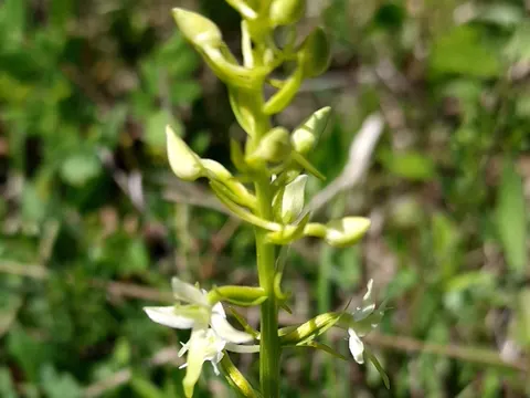 Weiße Waldhyazinthe (Platanthera bifolia)