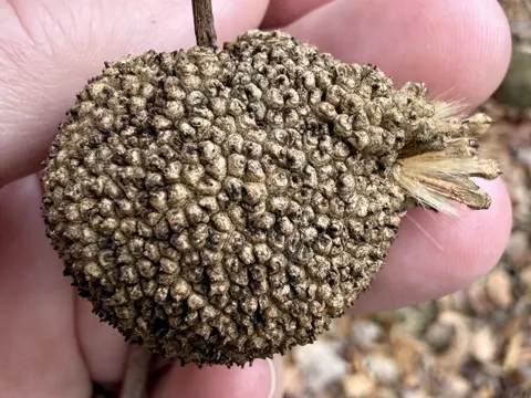 Sycamore