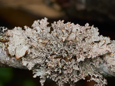 Platismatia lacunosa