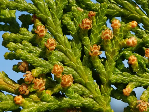 Orientalischer Lebensbaum (Platycladus orientalis)