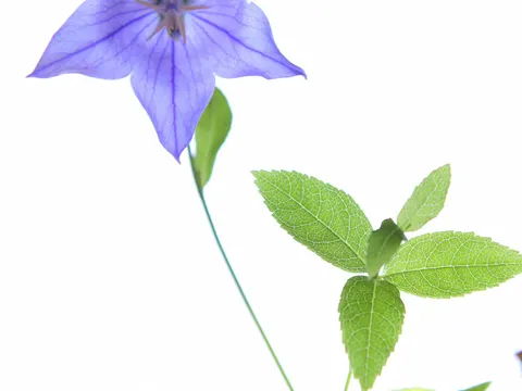 Großblütige Ballonblume (Platycodon grandiflorus)