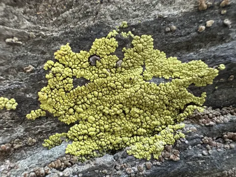 Yellow Cobblestone Lichen