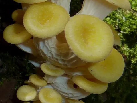 Golden Oyster