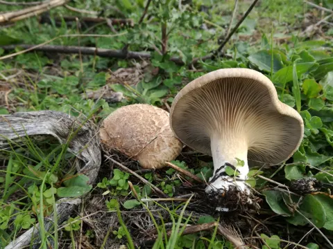Keulen-Seitling (Pleurotus eryngii)