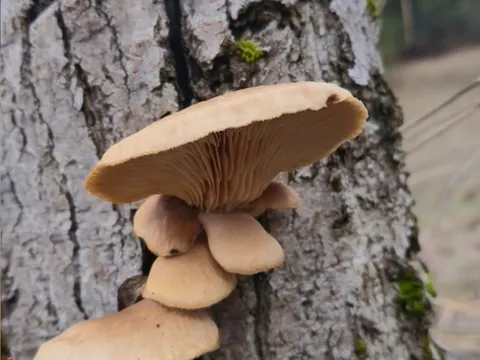Aspen Oyster