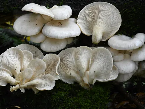Lungenseitling (Pleurotus pulmonarius)