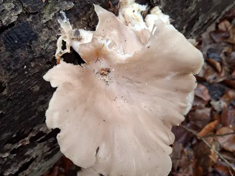 Seitlinge (Pleurotus)