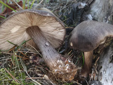 Schwarzschneidiger Dachpilz (Pluteus atromarginatus)