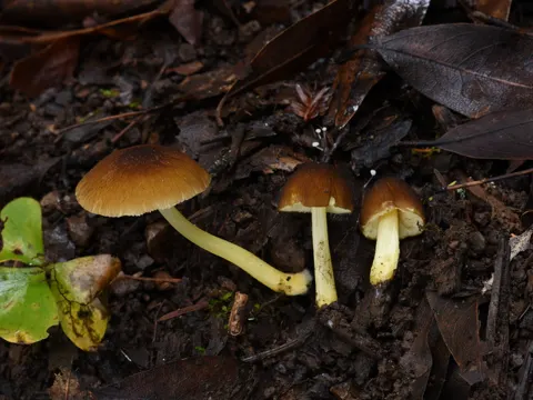 Gelbstieliger Dachpilz (Pluteus romellii)