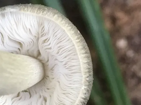 Grauer Dachpilz (Pluteus salicinus)