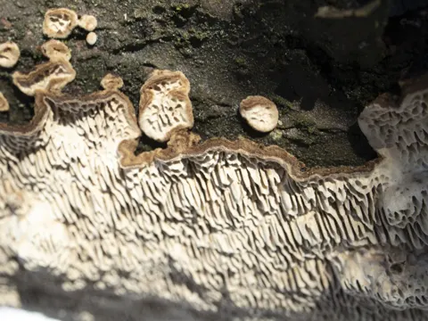 Podofomes mollis (Podofomes mollis)