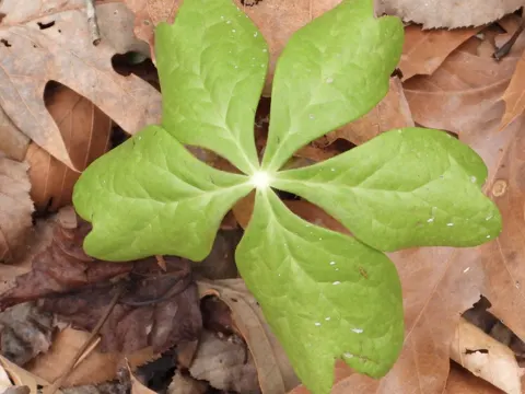Mayapple