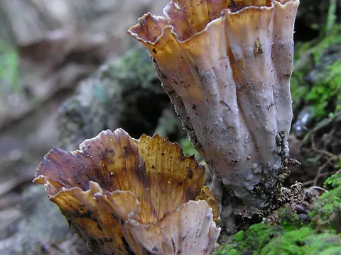Schwarz-Ohren-Pilz (Podoscypha petalodes)