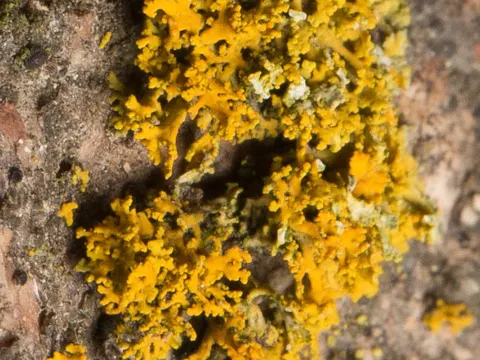 Leuchter-Gelbflechte (Polycauliona candelaria)
