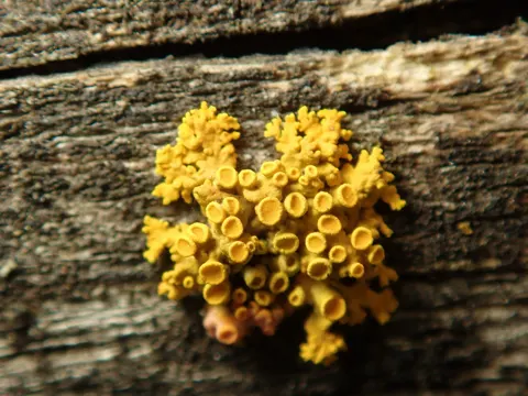 Vielfrüchtige Gelbflechte (Polycauliona polycarpa)