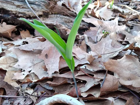 Solomon's Seal