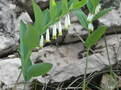 Echtes Salomonssiegel (Polygonatum odoratum)