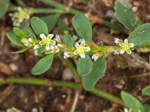 Trittrasen-Knöterich (Polygonum arenastrum)