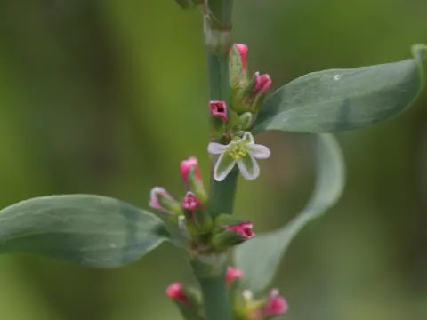 Vogel-Knöterich (Polygonum aviculare)