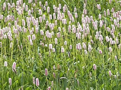 Schlangen-Knöterich (Polygonum bistorta)