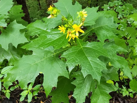 Polymnia uvedalia