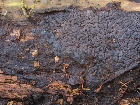Violet Tooth Fungus