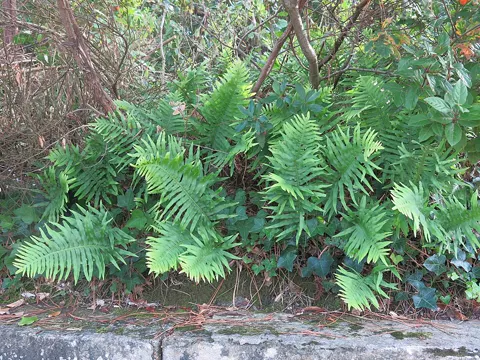 Gallischer Tuepfelfarn (Polypodium cambricum)