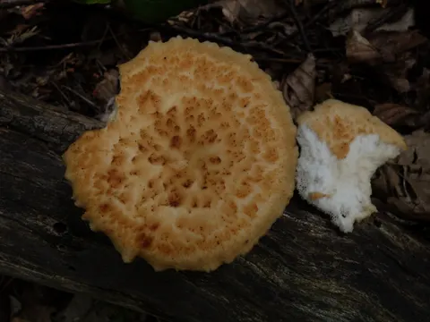 Knolliger Stielporling (Polyporus tuberaster)